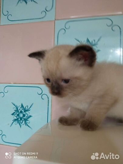 Тайская кошка