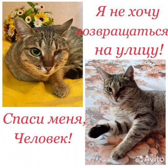 Кошечка Лика в дар