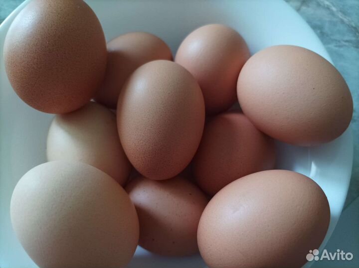 Домашние куриные и гусиные яица