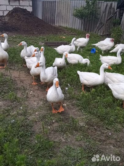 Домашняя птица, яйцо, мясо