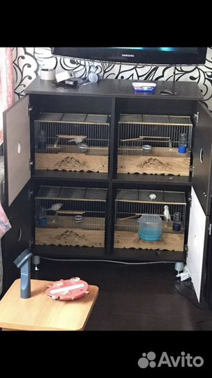 Кенар и канарейки (овсяночного напева)