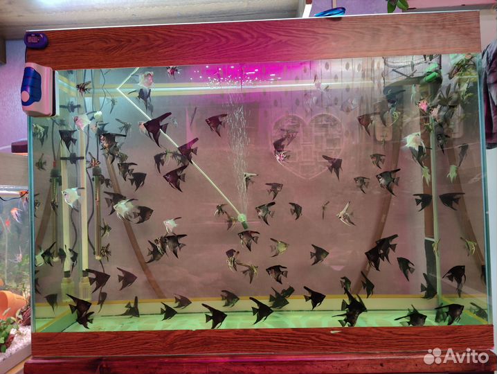 Аквариумные рыбки