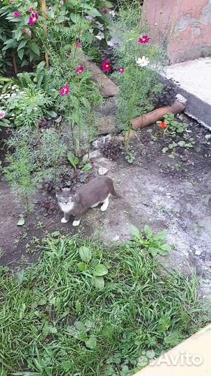 Котенок серый