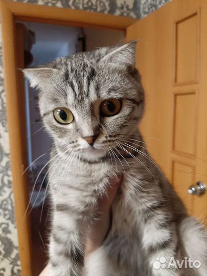 Отдам кота в добрые руки