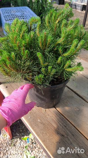 Сосна горная Пумилио