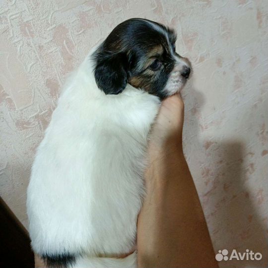 Щенки папийона