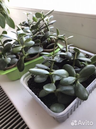 Толстянка, денежное дерево