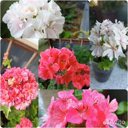 Пеларгония герань