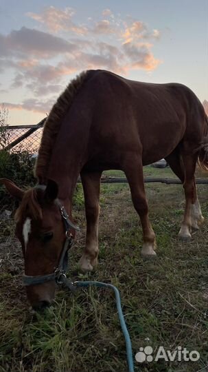 Конные прогулки