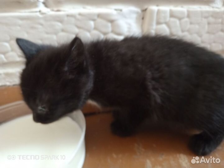 Котята в добрые руки бесплатно