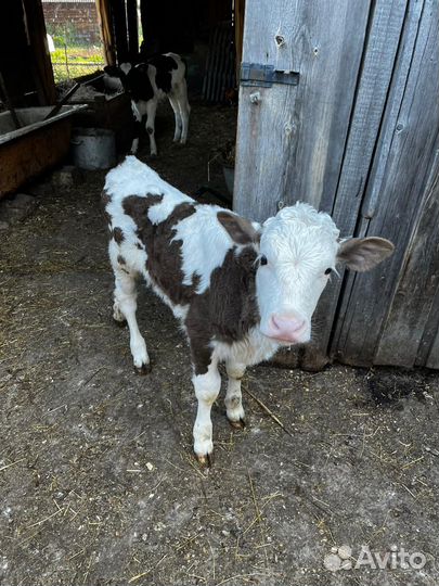 Продам телят