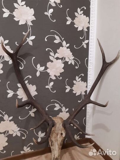 Рога благородного оленя