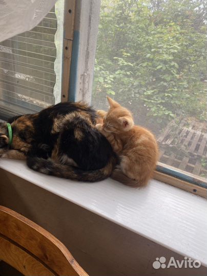 Котята, милые малыши, в добрые руки, бесплатно