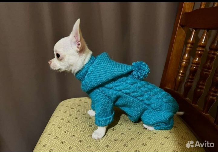 Комбинезон для собак. Одежда для собак