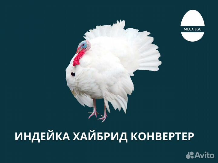 Инкубационное яйцо