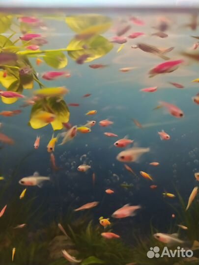 Данио, карамельки, гуппи