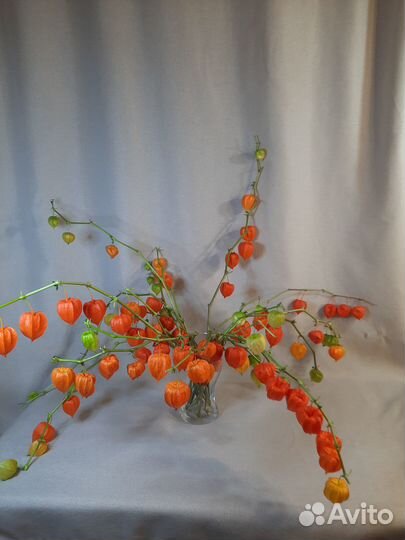 Физалис сухоцвет