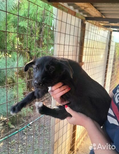 Щенок овчарки в дар