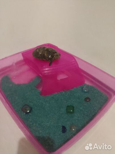 Красноухая черепаха бесплатно с аквариумом