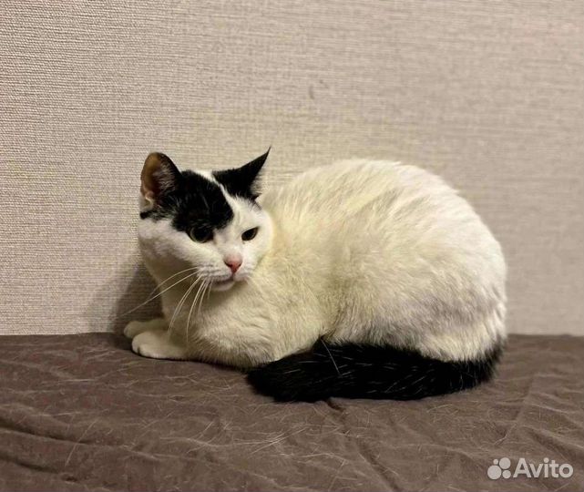 Кот ищет дом