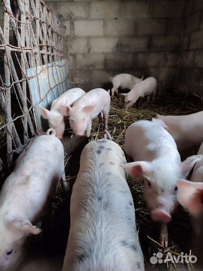 Поросята