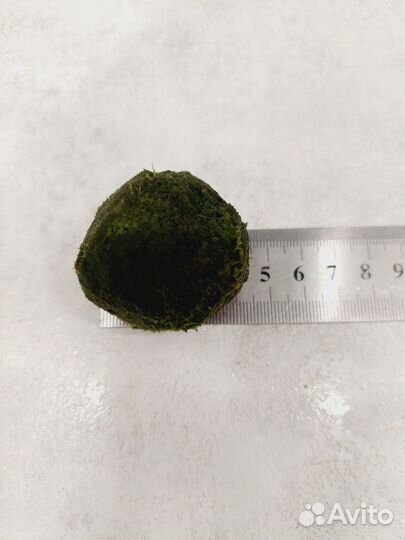 Водоросли моремо