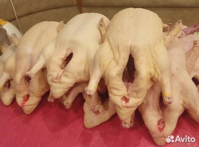 Утка домашняя мясо