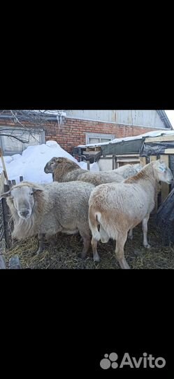 Катумские овцы бараны, ягнята Дорпер из Канады