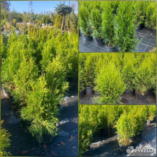 Туя Смарагд