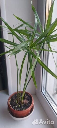 Циперус папирус