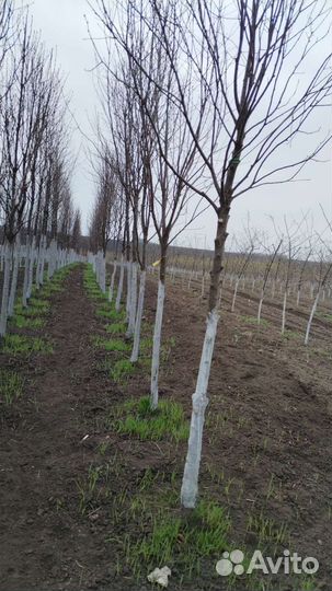 Липа крупнолистная рябина 3 сорта клён крупномеры