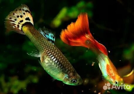 Мальки гуппи