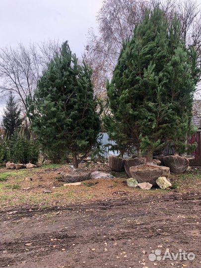 Сосна обыкновенная