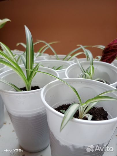 Хлорофитум и колеус