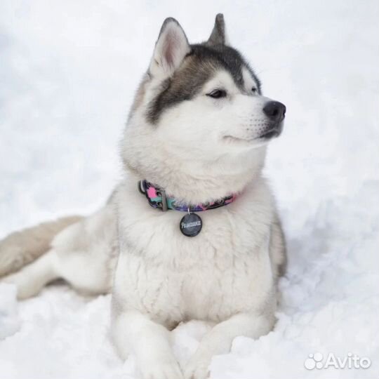 Хаски щенки