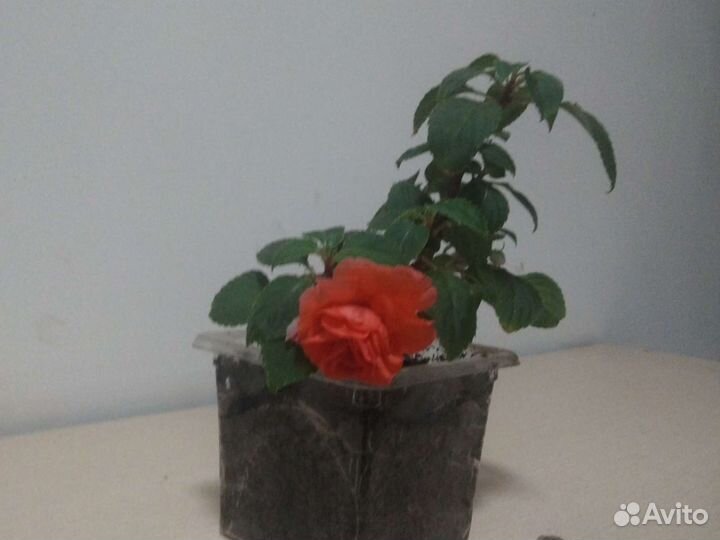 Бальзамин ванька мокрый