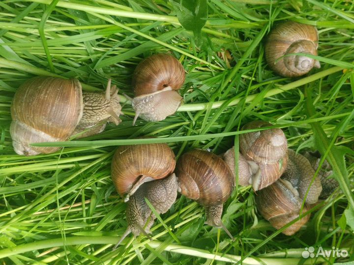 Улитки виноградные