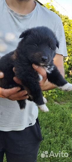 Дворняжка в добрые руки. 2 мальчика и 3 девочки