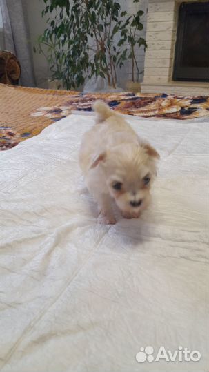 Мальтийская болонка