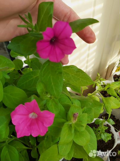 Рассада петунии сортовой