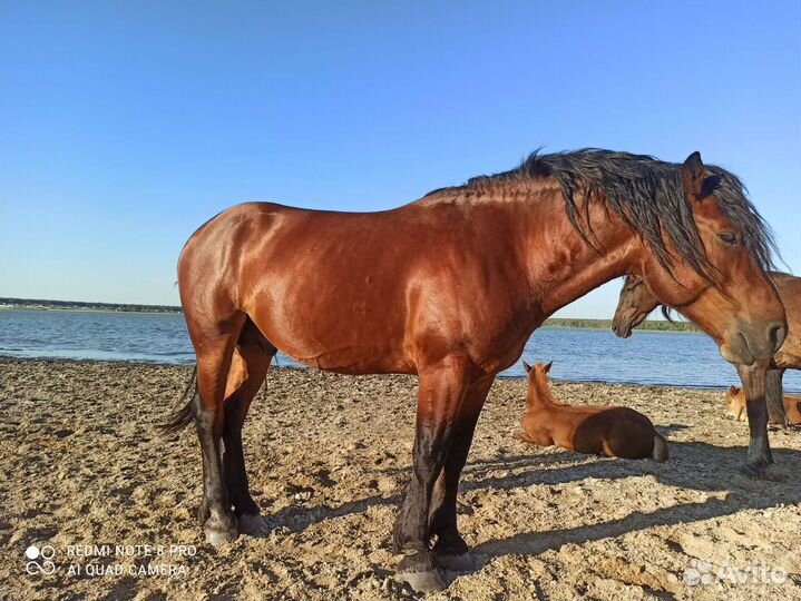 Жеребец тяжеловоз