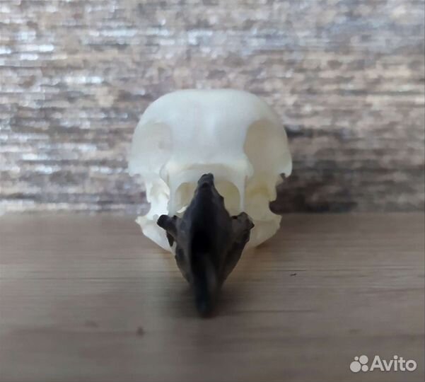 Череп галки