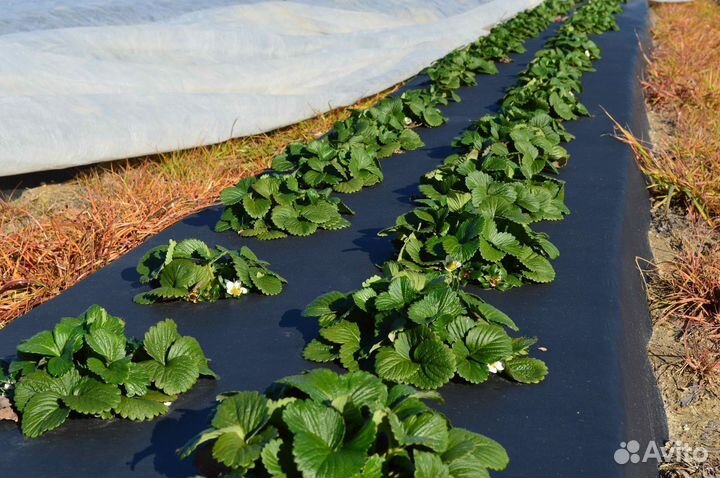 Спанбонд черный