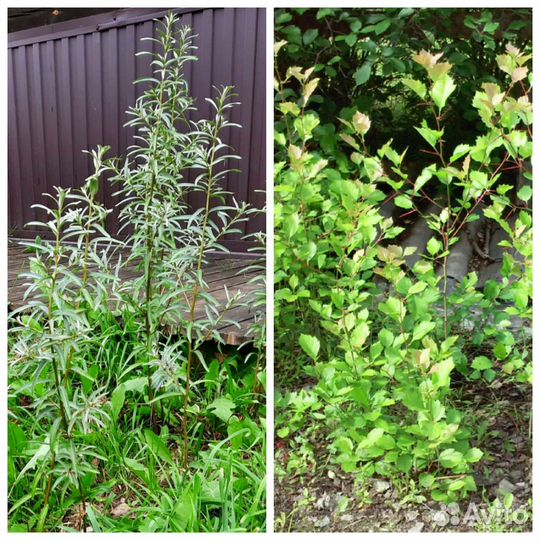 Саженцы облепиха, малина красная и жёлтая