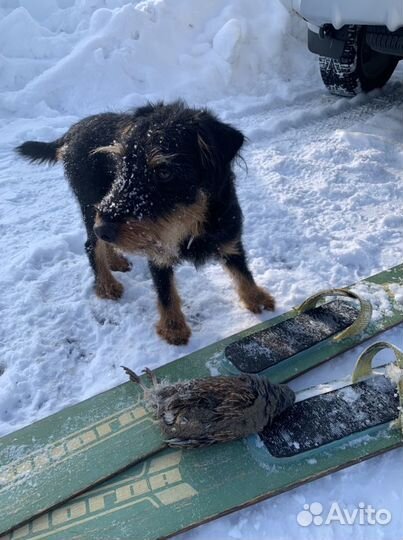 Ягдтерьер вязка