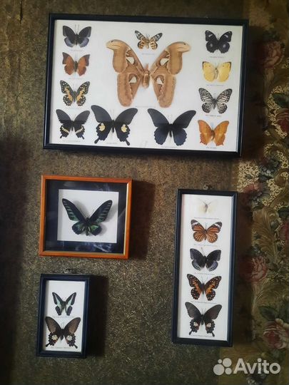 Бабочки в рамках