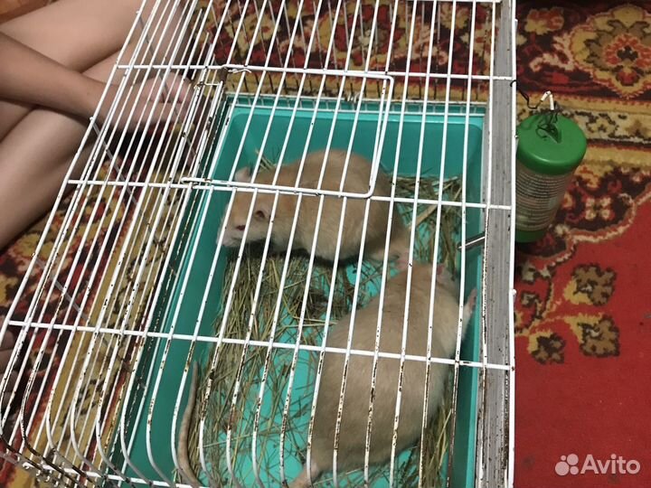 Клетка и крыски декоративные