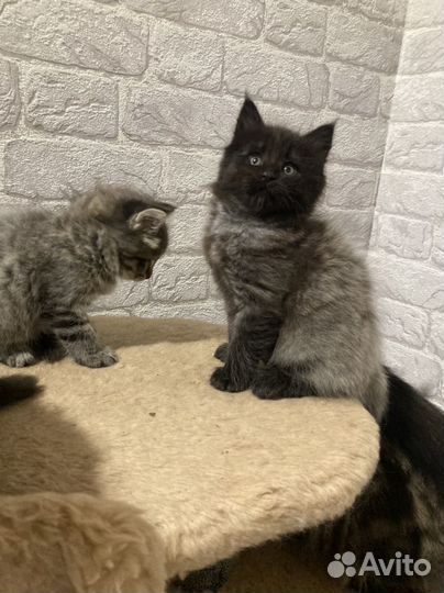 Котята мейн-кун метис