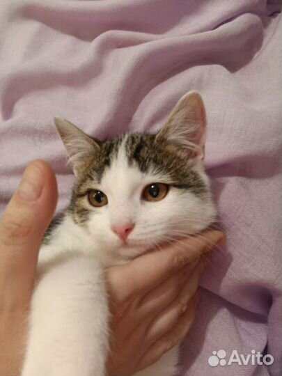 Котенок девочка в поисках дома