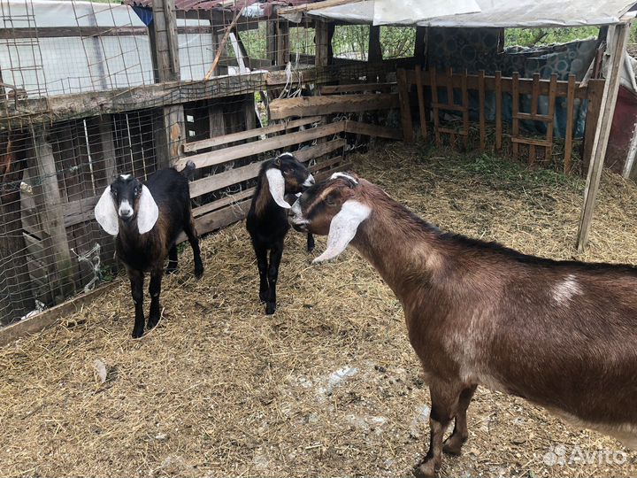 Коза дойная